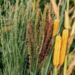 Makki, Mandua, Jhangora: Traditional Grains and Their Benefits – Uttarakhand Traditional Foods